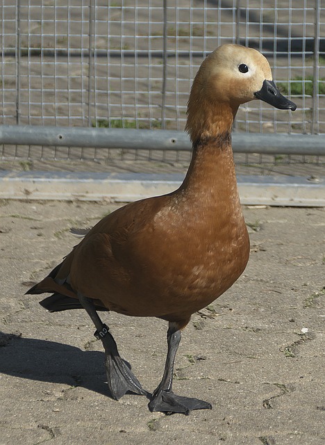 术考虑